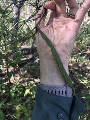 Chloroleucon mangense