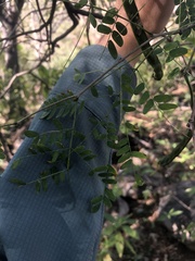 Chloroleucon mangense