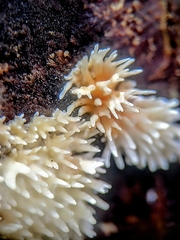 Hericium coralloides