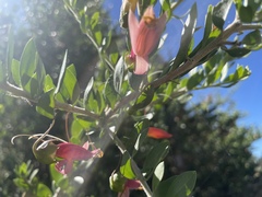 Eremophila maculata