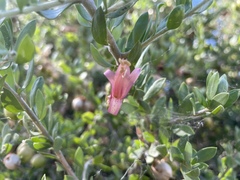 Eremophila maculata