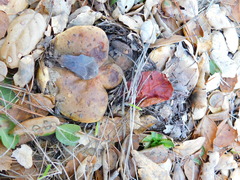 Lactarius argillaceifolius megacarpus