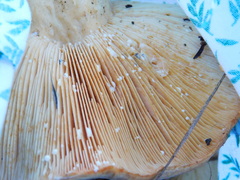 Lactarius argillaceifolius megacarpus