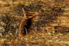 Entomobrya katzi