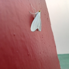 Palpita