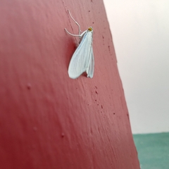 Palpita
