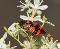 Castiarina delectabilis