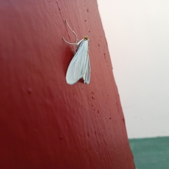 Palpita
