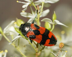 Castiarina delectabilis