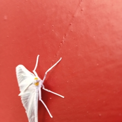 Palpita