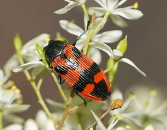 Castiarina delectabilis
