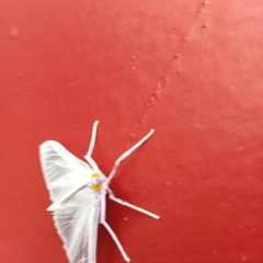 Palpita