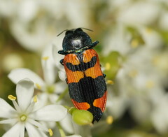 Castiarina kershawi