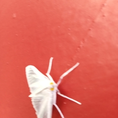 Palpita