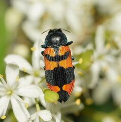 Castiarina kershawi