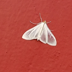 Palpita