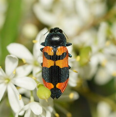 Castiarina kershawi