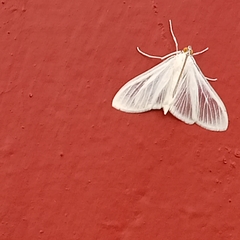 Palpita