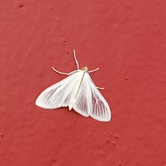 Palpita