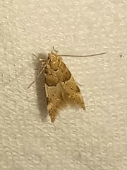 Theisoa constrictella