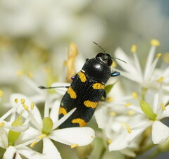 Castiarina imitator