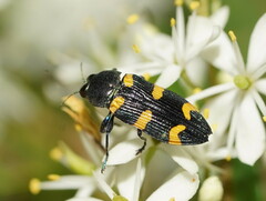 Castiarina imitator
