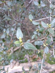 Ceanothus oliganthus