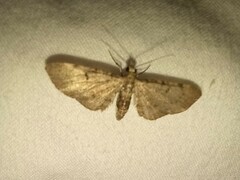 Eupithecia miserulata