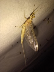 Ephemera danica