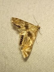 Petrophila canadensis