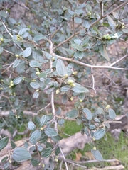 Ceanothus oliganthus