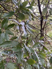 Lithocarpus glaber