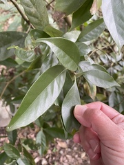 Lithocarpus glaber