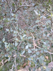 Ceanothus oliganthus