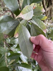 Lithocarpus glaber