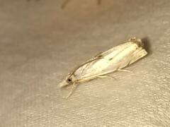 Microcrambus