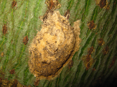 Lymantria dispar