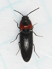 Ampedus rubricus