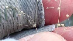 Hypertelis umbellata