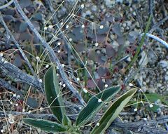 Hypertelis umbellata