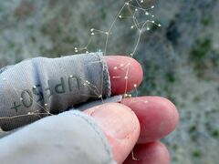 Hypertelis umbellata