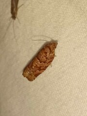 Argyrotaenia tabulana