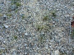 Hypertelis umbellata