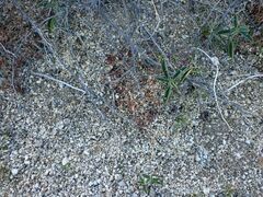 Hypertelis umbellata