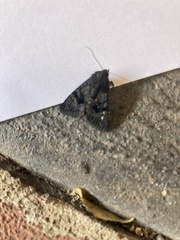 Neumichtis nigerrima