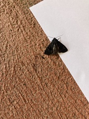 Neumichtis nigerrima