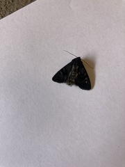 Neumichtis nigerrima