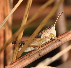 Phaulacridium vittatum