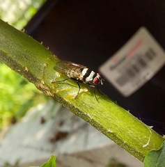 Anthomyia medialis