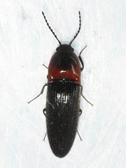 Ampedus rubricus